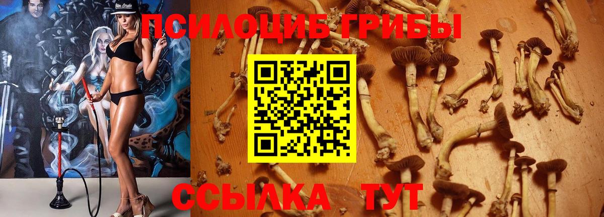 Галлюциногенные грибы Psilocybe  Вход с VPN  Галлюциногенные грибы мицелий  Сердобск 